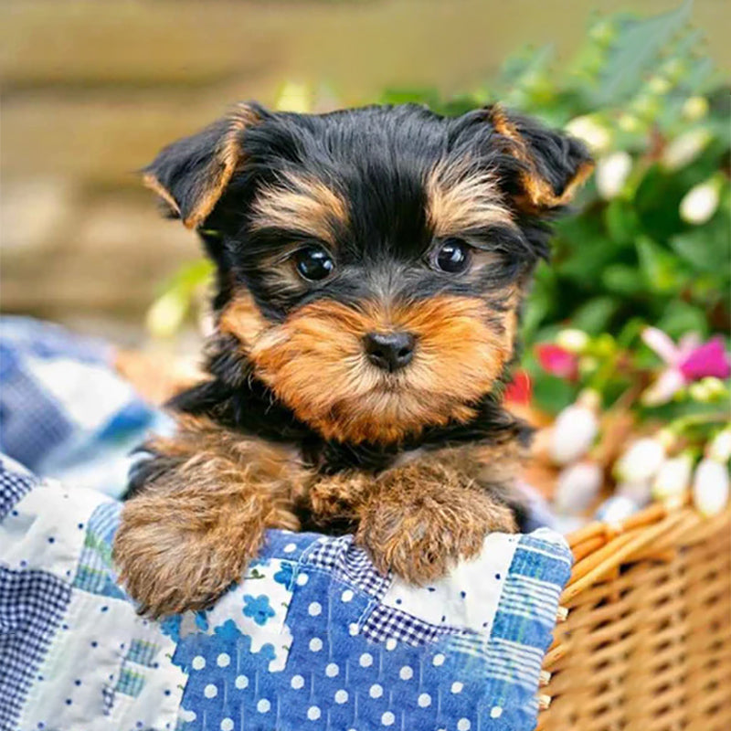 Dog In A Basket Diamond Painting