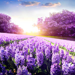 Load image into Gallery viewer, Purple Trees In Lavender Fields Diamond Painting
