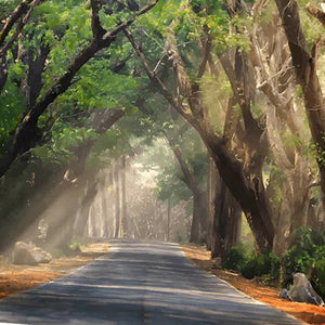 Road Covered With Trees Diamond Painting