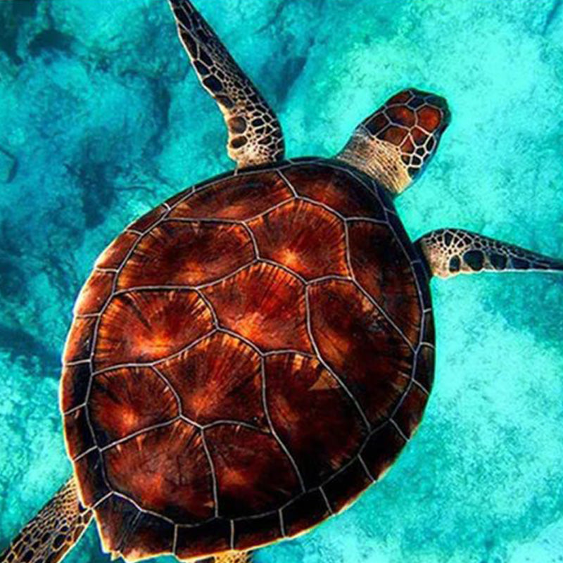 Swimming Sea Turtle Diamond Painting