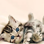 Load image into Gallery viewer, The Kitten With Blue Eyes Diamond Painting
