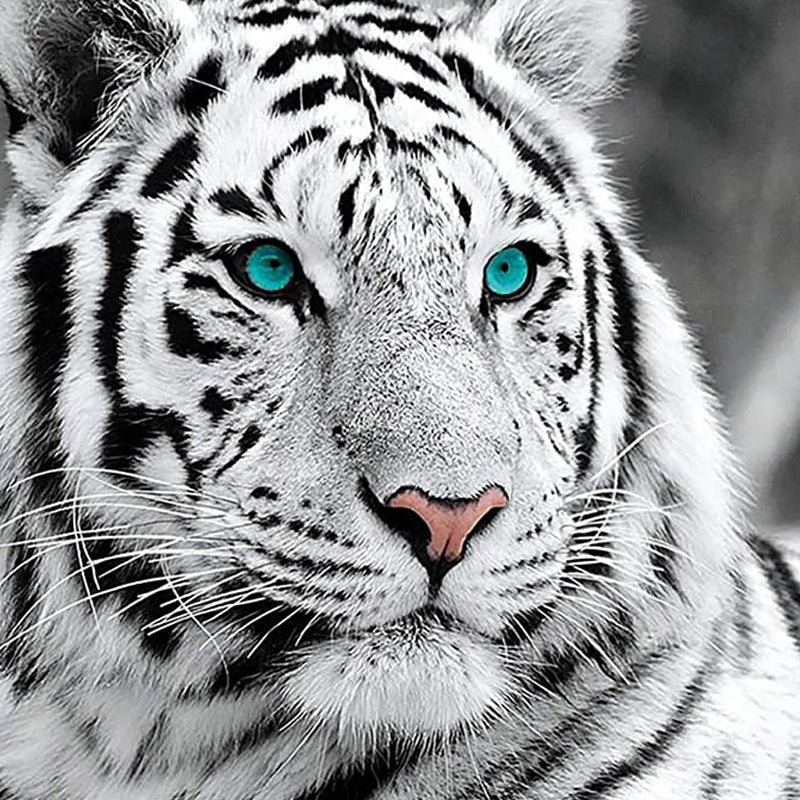 White Tiger Diamond Painting