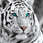 Load image into Gallery viewer, White Tiger Diamond Painting
